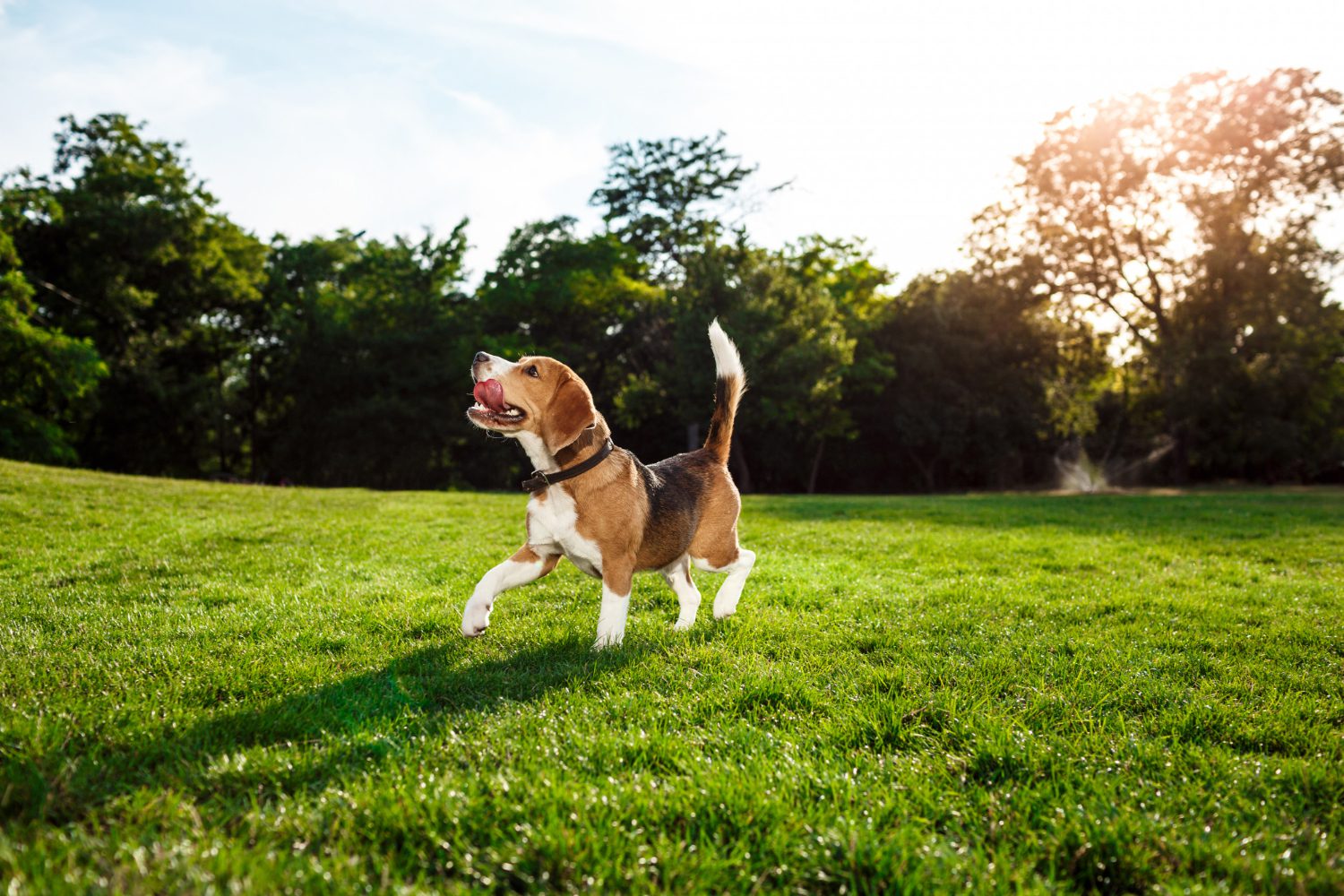 Parks & Dog Park Nearby